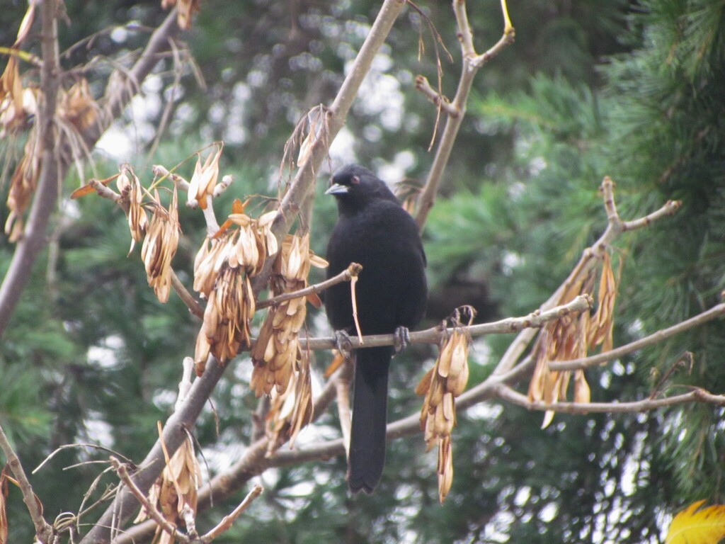 Icterus pyrrhopterus pyrrhopterus