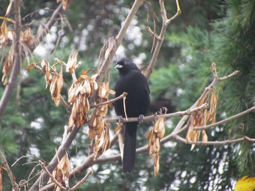Icterus pyrrhopterus pyrrhopterus