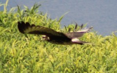 Rostrhamus sociabilis