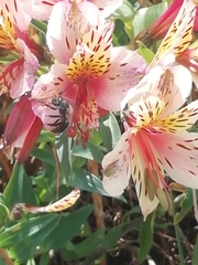 Apidae