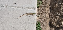 Podarcis siculus