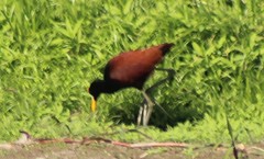 Jacana spinosa