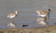 Calidris minutilla