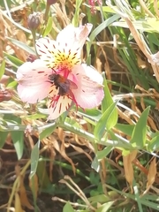Apidae