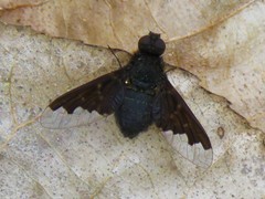 Hemipenthes morioides