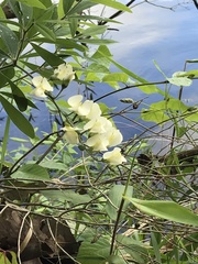 Baptisia bracteata