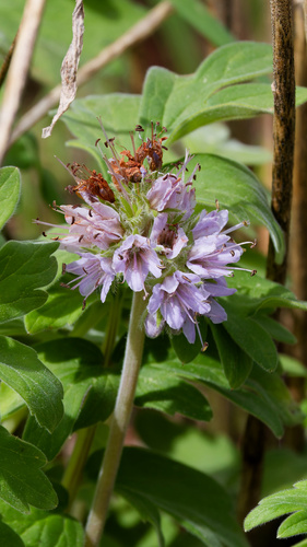 Hydrophyllum occidentale, photograph 6