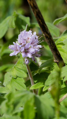 Hydrophyllum occidentale, photograph 5