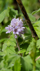 Hydrophyllum occidentale, photograph (c) Daughter Dad, some rights reserved (CC BY)