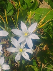 Angiospermae