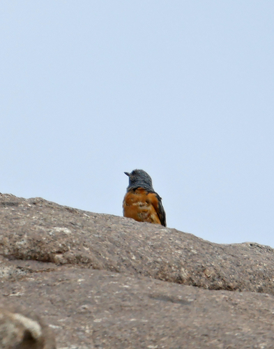 Rufous-tailed Rock-Thrush