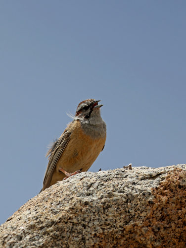 Godlewski's Bunting