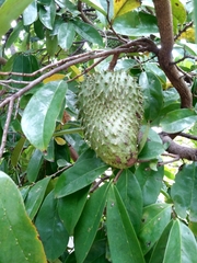 Annona muricata