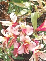 Apidae