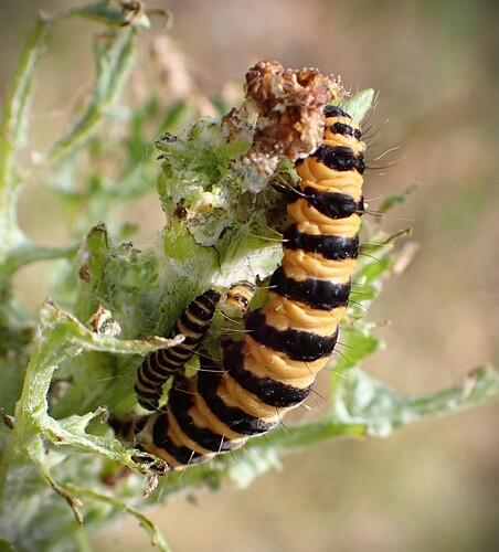 Cinnabar moth