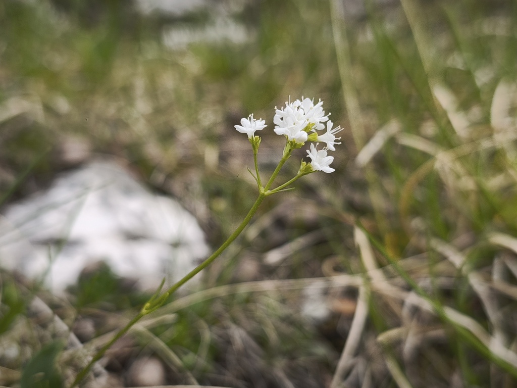 Valeriana saxatilis; photograph (c) arthur_haendler, some rights reserved (CC BY)
