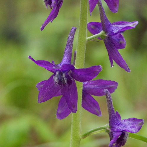 dwarf larkspur