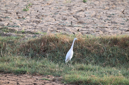 Yellow-billed Egret
