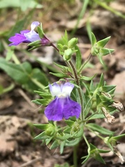 Collinsia violacea