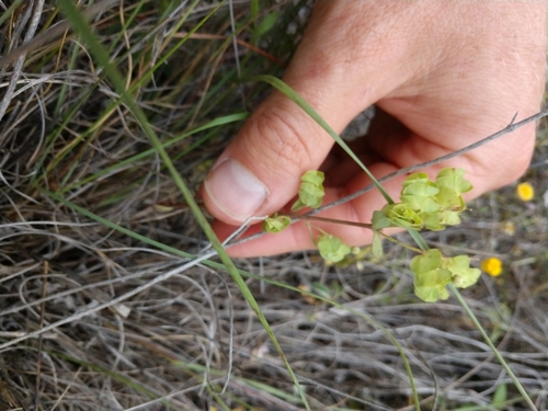 Image of Euphorbia longicruris by (c) Cleveland Powell, some rights reserved (CC BY)