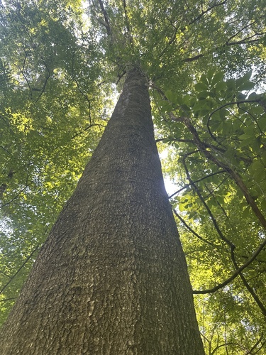 Quercus laurifolia, photograph 5
