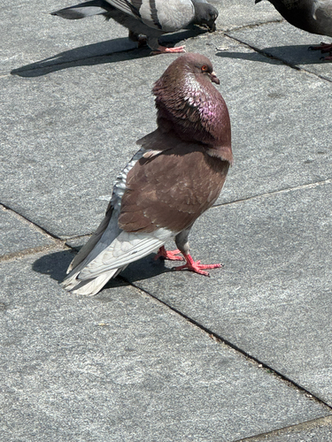 カワラバト