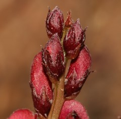 Indigofera humifusa