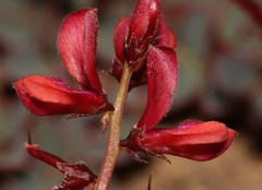 Indigofera humifusa