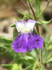 Collinsia violacea