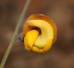 Lebeckia pauciflora