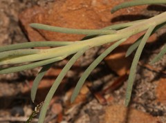 Lebeckia pauciflora