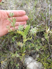 Astragalus wrightii