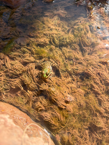 Sahara Frog