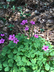 Oxalis articulata rubra