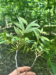 Carya aquatica