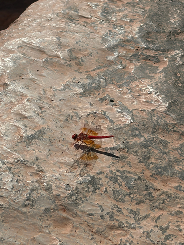 Orange-winged Dropwing