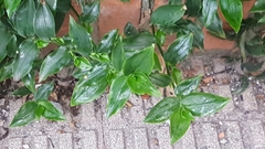 Tradescantia fluminensis