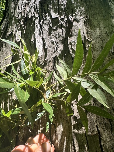 Carya aquatica, photograph 2