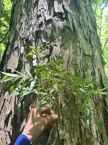 Carya aquatica, photograph 3