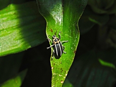 Eudiagogus episcopalis