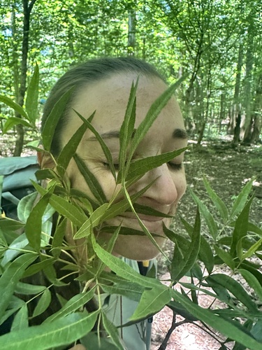 Carya aquatica, photograph 4