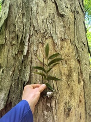 Carya aquatica, photograph (c) Scott Ward, some rights reserved (CC BY)