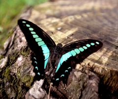 Graphium sarpedon nipponum