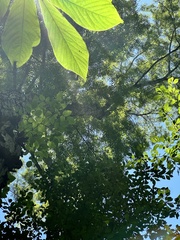 Carya aquatica, photograph (c) Scott Ward, some rights reserved (CC BY)