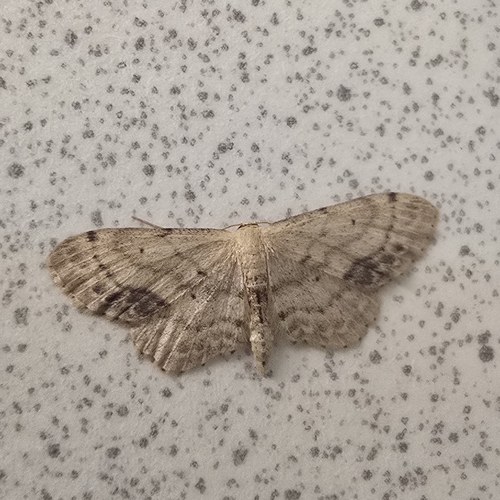 Single-dotted Wave