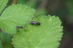 Ceratina cucurbitina