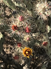 Cylindropuntia acanthocarpa
