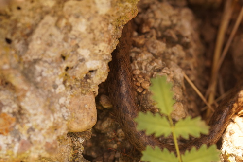 Smooth Snake