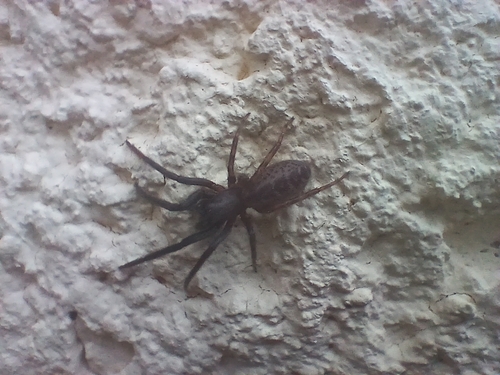 Tube-dwelling Spider