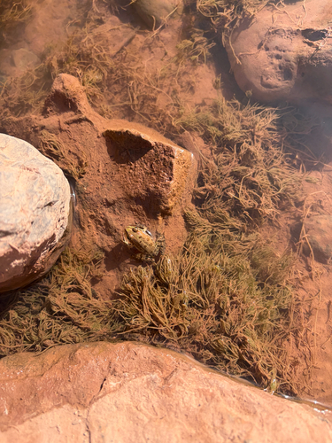 Sahara Frog